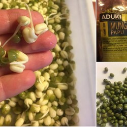 Проращиваем семена/бобовые