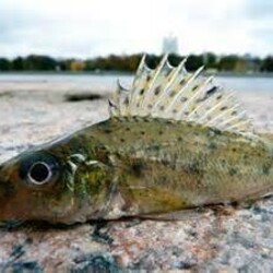 Уха из ершей - рецепт от настоящего рыбака