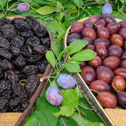 Вяленые сливы в домашних условиях. Как сушить чернослив.