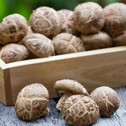 Грибы шитаки (шиитаке). Как приготовить свежие, сушеные, замороженные