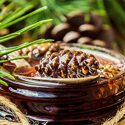 Варенье из сосновых шишек: лечебные свойства, противопоказания, рецепты и отзывы