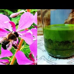 Медовый эликсир здоровья из Иван-чая. Часть 1. и шарики