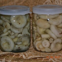 ГРУЗДИ СОЛЕНЫЕ, маринованные  ГОРЯЧИМ, холодным СПОСОБОМ