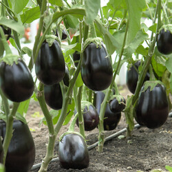 Выращивание баклажанов от А до Я!