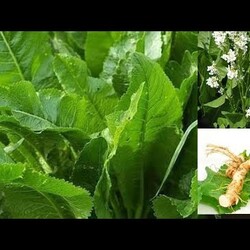 Порошок из листьев хрена. Замена всем таблеткам.