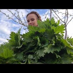 Квасим майскую крапиву!