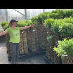 Плетем дерево из ивы. Русская ива. Мастер-класс.