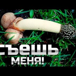 Весёлка лечит почти все! Где купить, как сэкономить, как принимать