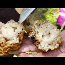 Гриб Строчки Сморчки! Сбор и готовка. Михаил Вишневский Рецепт