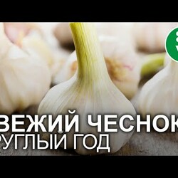 ЧЕСНОК ХРАНИТСЯ КРУГЛЫЙ ГОД, НЕ СОХНЕТ И НЕ ГНИЕТ, если сделать так