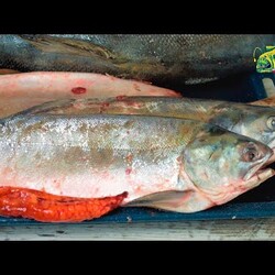 Икра, Как отличить самку горбуши от самца, Как выбрать в магазине самку горбуши с красной икрой? Да просто