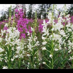 Копорский Иван-чай 10 видов: зелёный, красный, чёрный... (Russian tea).