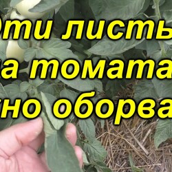 Эти листья удаляем в июле на томатах!  помидорах
