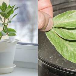 лаврушку, выращиваю её на подоконнике