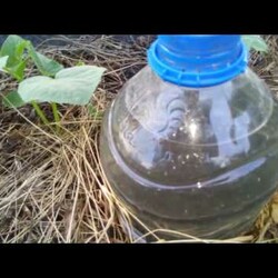 1)Капельный полив бутылками 2) удобрение органика