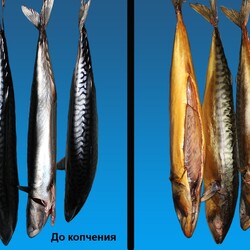 КОПЧЕНАЯ СКУМБРИЯ и др. рыба  Вход | ВКонтакте