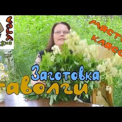 Заготовка ТАВОЛГИ - мастер-класс