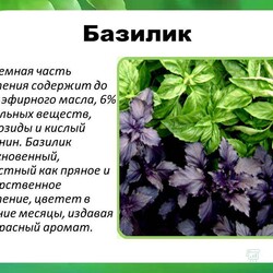 Базилик на подоконнике))