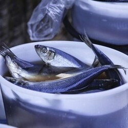 Теперь я знаю, как очистить магазинную селедку от паразитов: спасибо продавщице