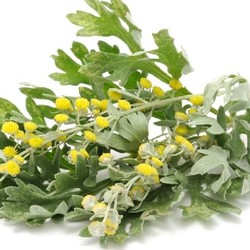 Полынь: польза и вред, особенности применения