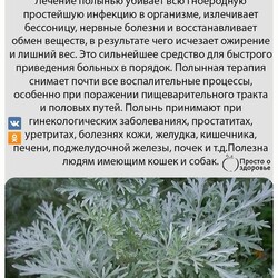 Лечение полынью