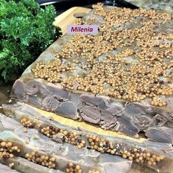 КУРИНЫЕ ЖЕЛУДОЧКИ  Крутой Бюджетный Деликатес. Съедят быстрее черной икры.