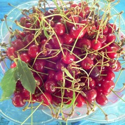 Рецепт: Коктейльная вишня | на зиму