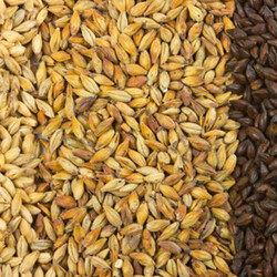 Солод в домашних условиях