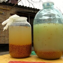 Натуральный зерновой самогон в домашних условиях