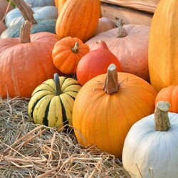 Лучшие рецепты на осень: вкуснейшие блюда из тыквы-Одна Минута