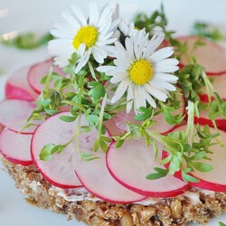 Салат с редисом. Редиска на весеннем столе