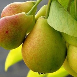 Груши: лучшие рецепты заготовок