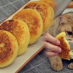 Даже кот в восторге от такого вкусного блюда – картофельные оладьи с сыром по-корейски (ВИДЕО)