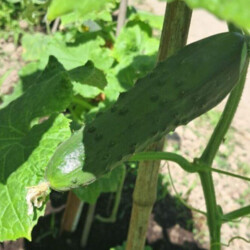 для огурцов