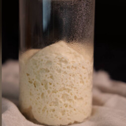 Выведение ЛМ виноградной