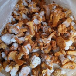 Что делать, если лисички горчат после заморозки и почему так бывает