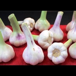 Продавайте соленый чеснок! 4 недели при комн т*