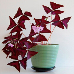 Кислица (Оксалис): уход в домашних условиях, пересадка и размножение, виды