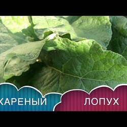 Вкуснейший жареный лопух