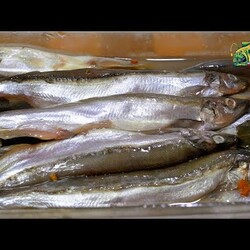 Мойва пряного посола, очень вкусная закуска из мойвы, не потрошит ее от Fisherman dv 27rus