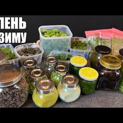 ЗЕЛЁНЫЕ запасы: сезонная заготовка ЗЕЛЕНИ разными способами.