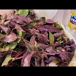 ТЕПЕРЬ БАЗИЛИКА МНЕ НЕ ХВАТАЕТ.