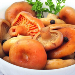 Засолка волнушек на зиму