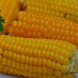 Кукурудза в мікрохвильовці - рецепти приготування і скільки часу варити молоду або стару | Radka.in.ua