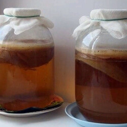 Чайный гриб: как приготовить