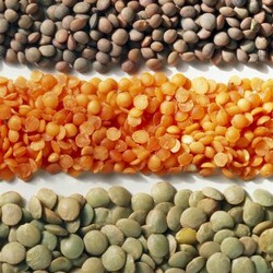 Чечевица: польза, виды