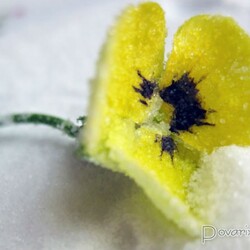 Засахаренные цветы