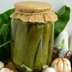 Маринованные огурцы с горчицей и хреном хрустящие и острые в банке на зиму