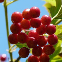 Калиновый соус