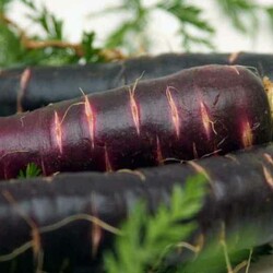 Чёрная морковь (свойства)